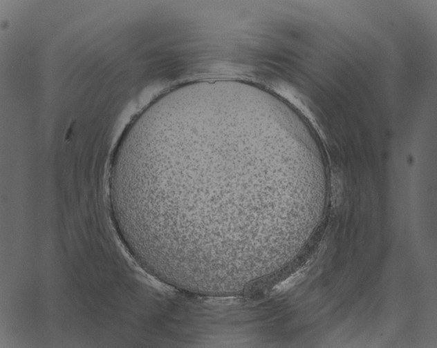 X0000062641477200601111113