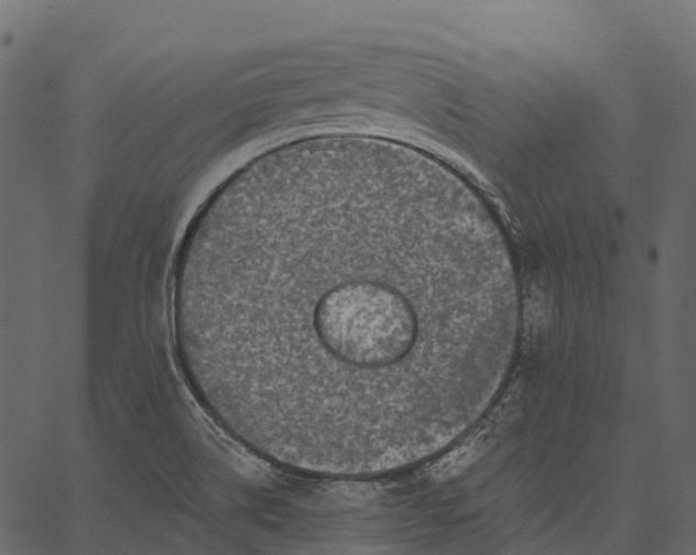 X0000062641514200601111112