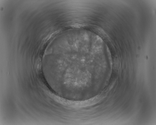 X0000062640043200601181756