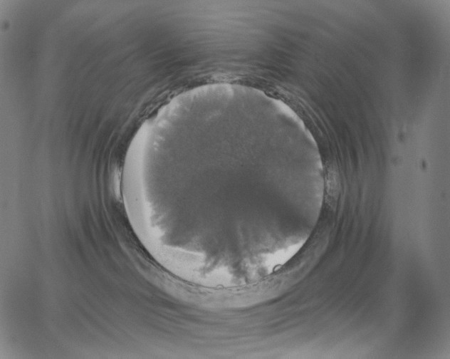 X0000062640046200601181756