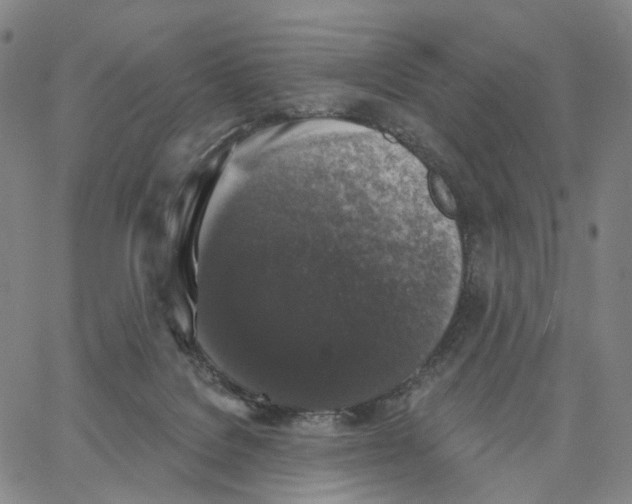 X0000062640076200601181755