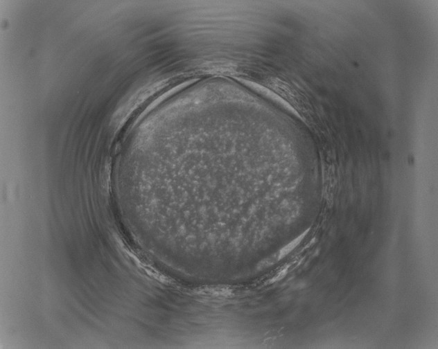 X0000062640194200601181753