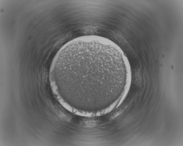 X0000062640228200601181753