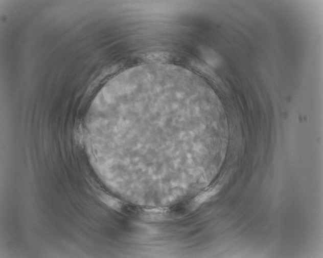 X0000062640240200601181752