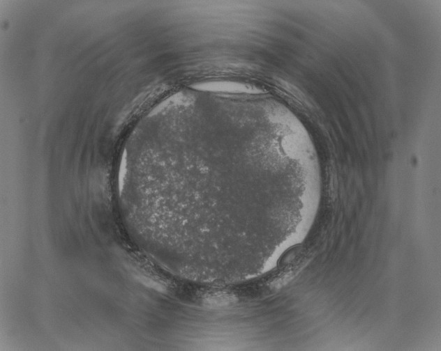 X0000062640258200601181752