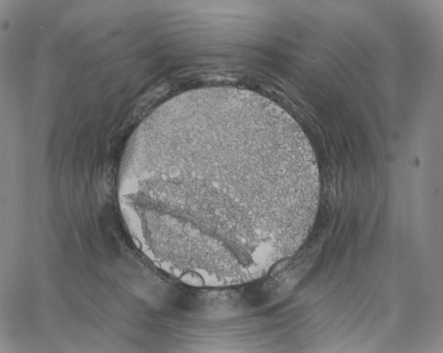 X0000062640277200601181752