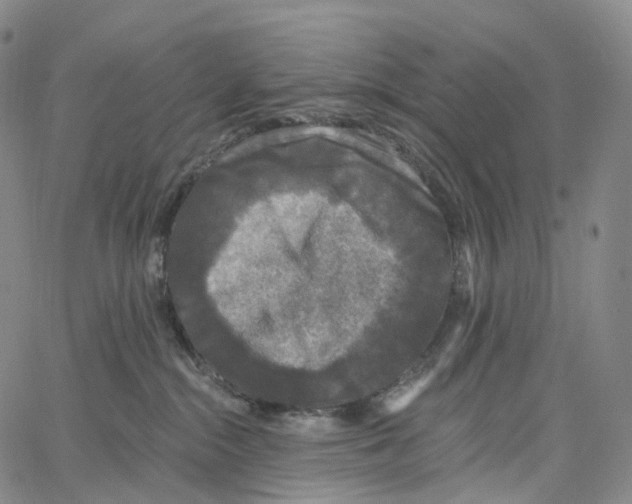 X0000062640284200601181752