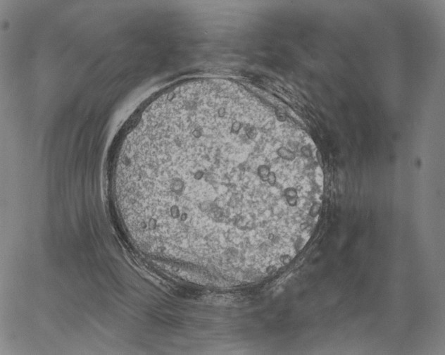 X0000062640294200601181752