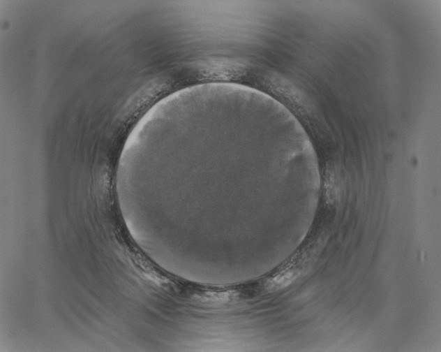 X0000062640314200601181751