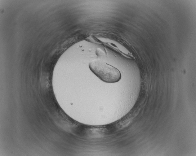 X0000062640323200601181751