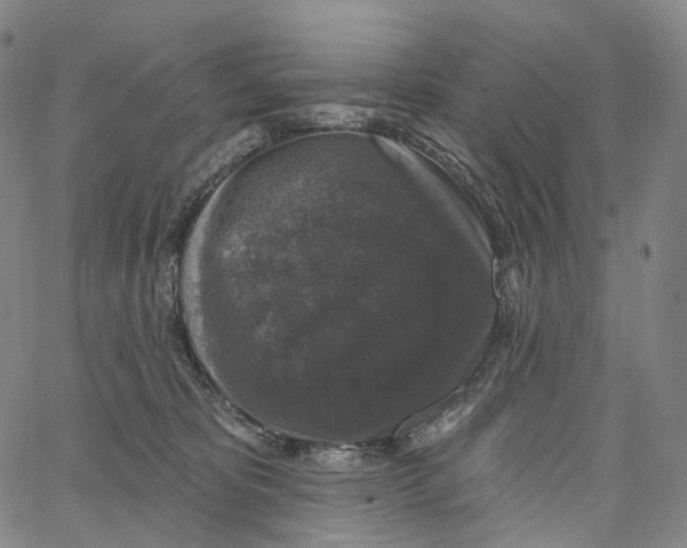 X0000062640325200601181751