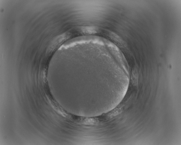 X0000062640330200601181751