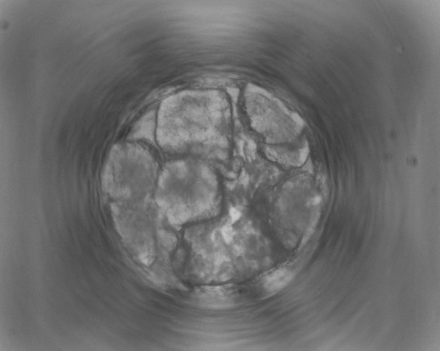 X0000062640381200601181751