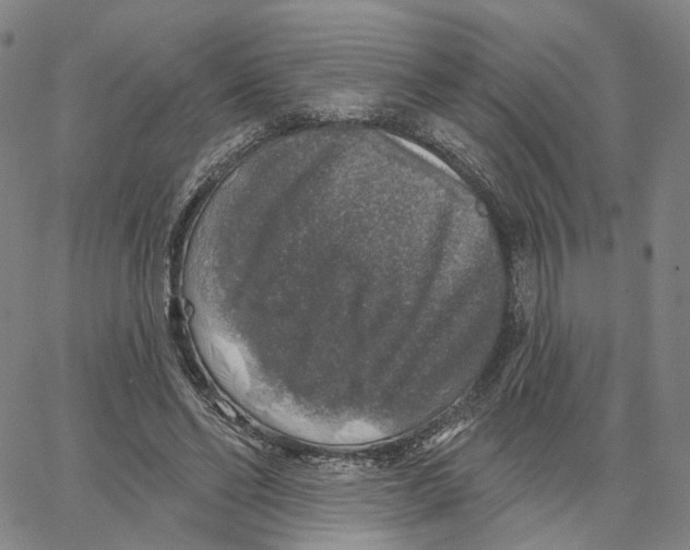 X0000062640494200601181748