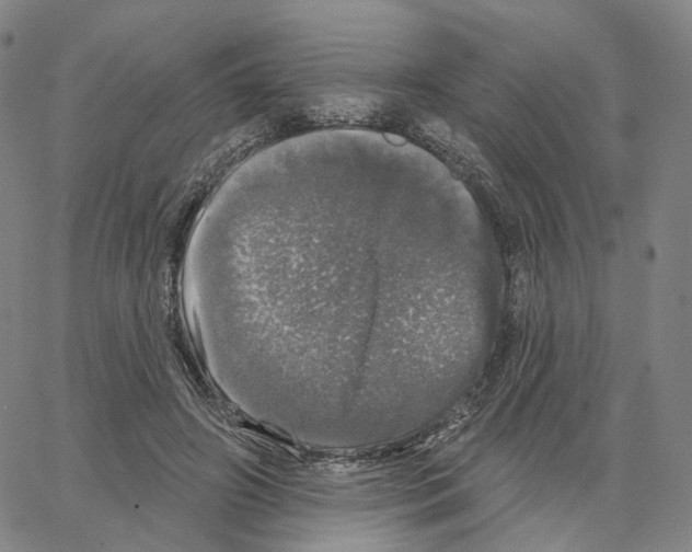 X0000062640498200601181748