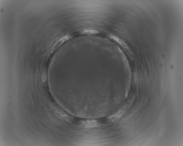 X0000062640517200601181748