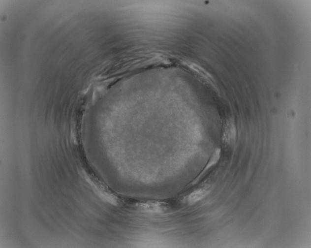 X0000062640524200601181748