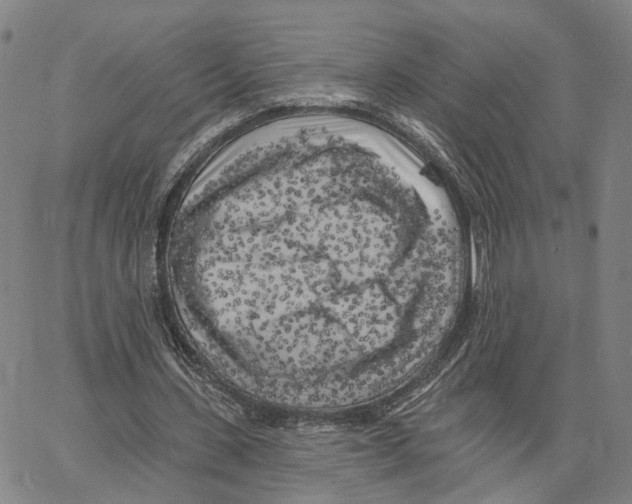 X0000062640531200601181747