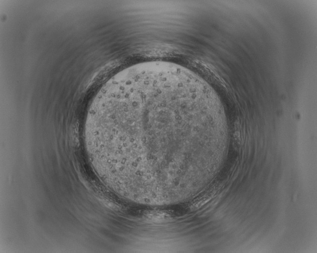 X0000062640547200601181747