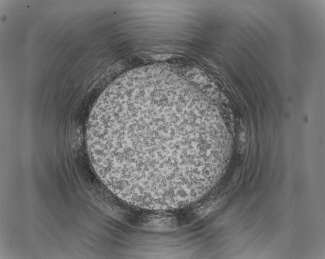 X0000062640555200601181747