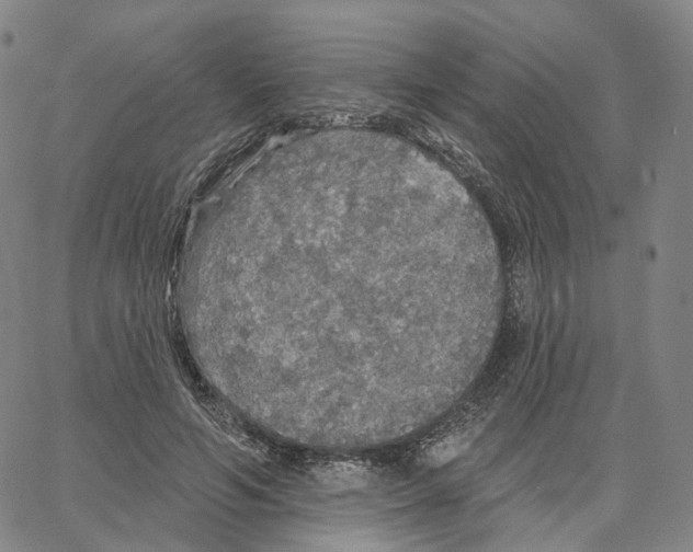 X0000062640594200601181747