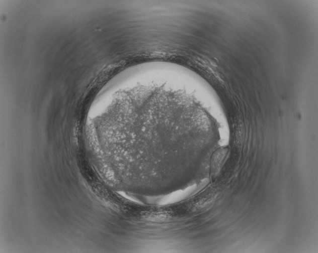 X0000062640643200601181746