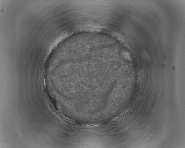 X0000062640679200601181745