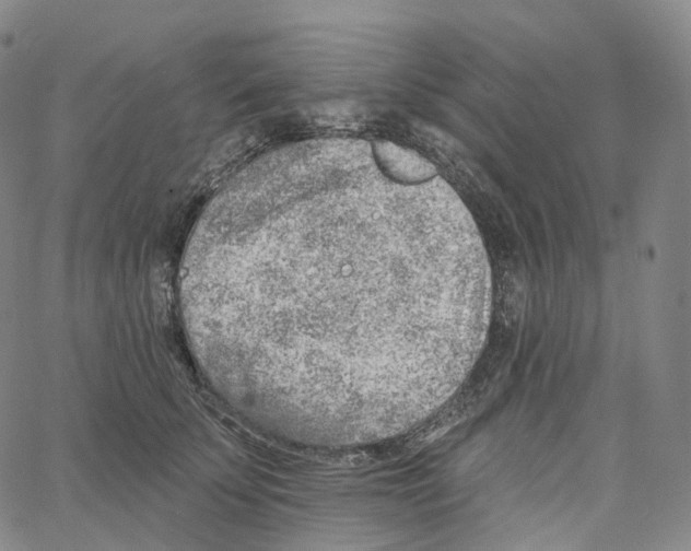 X0000062640707200601181745