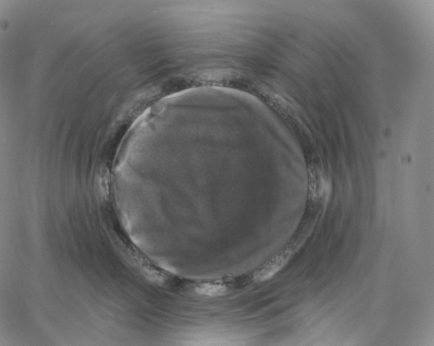 X0000062640718200601181745