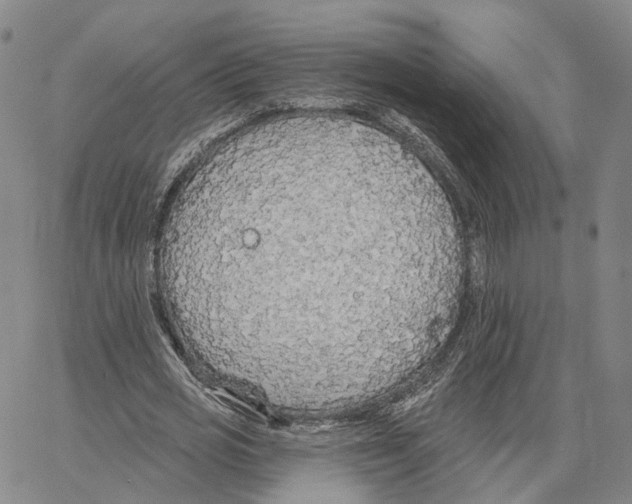 X0000062640725200601181744