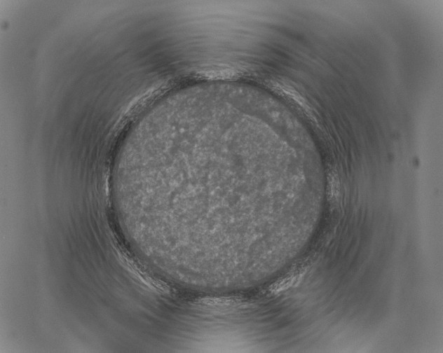 X0000062640733200601181744