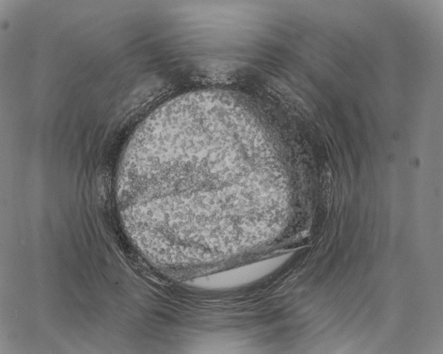 X0000062640747200601181744