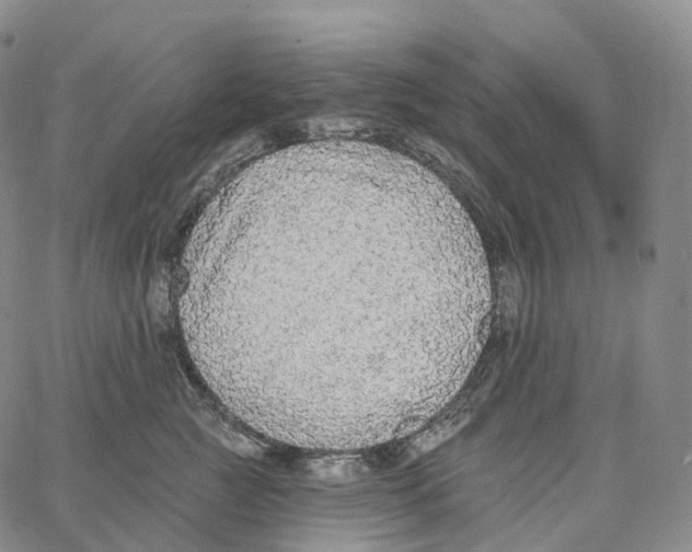 X0000062640761200601181744