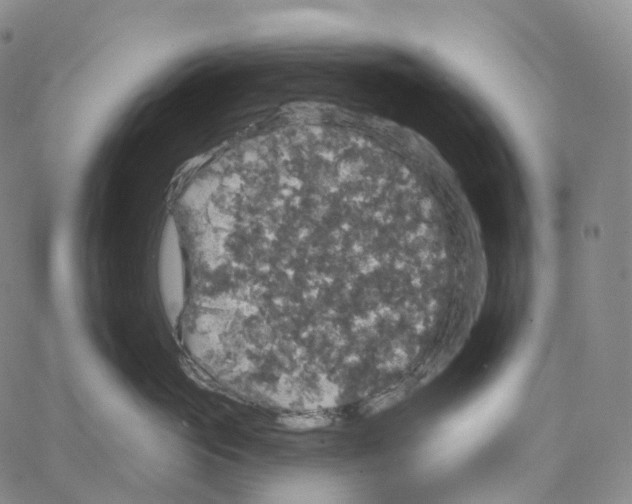 X0000062640765200601181745