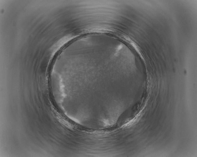 X0000062640779200601181744