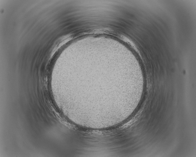 X0000062640827200601181742