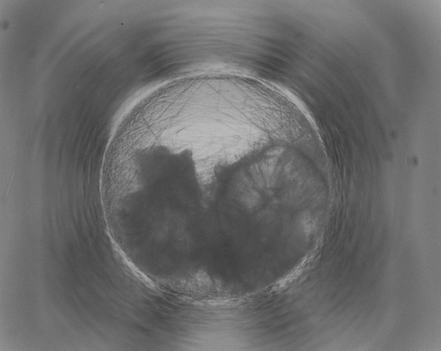 X0000062640839200601181743