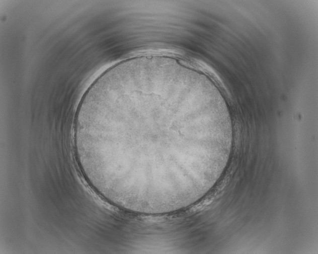 X0000062640852200601181743