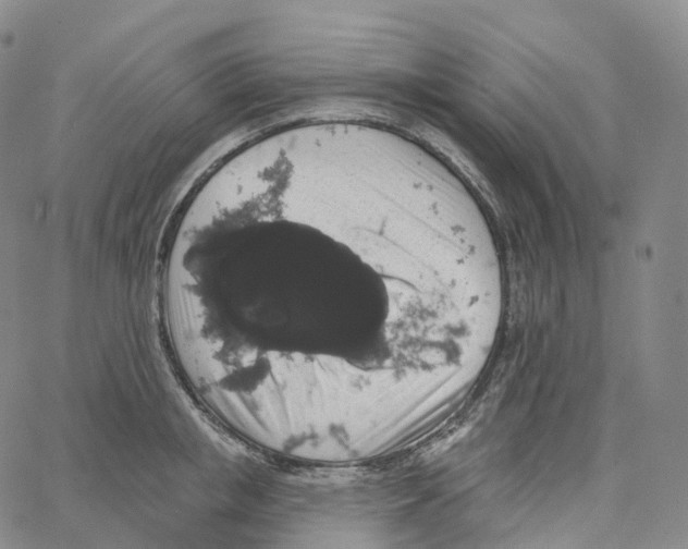 X0000062640853200601181743