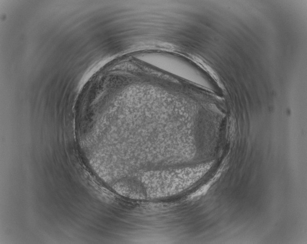 X0000062640877200601181742