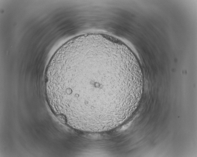 X0000062640911200601181741