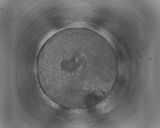 X0000062640950200601181741