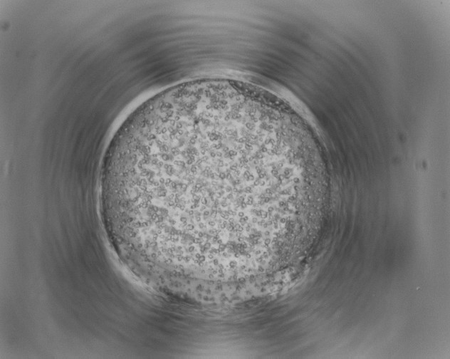 X0000062640955200601181741