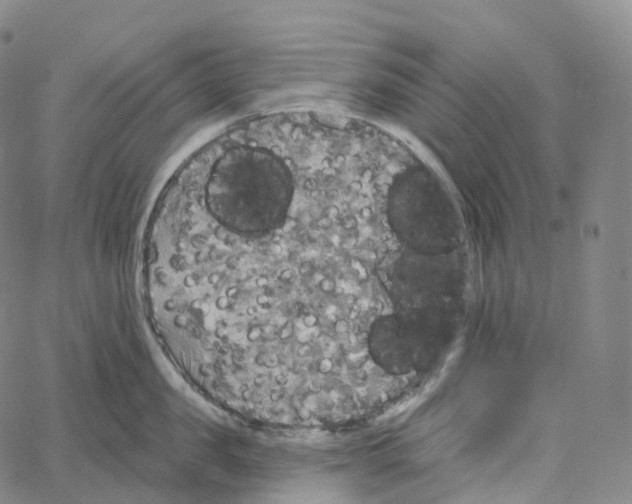 X0000062640957200601181741