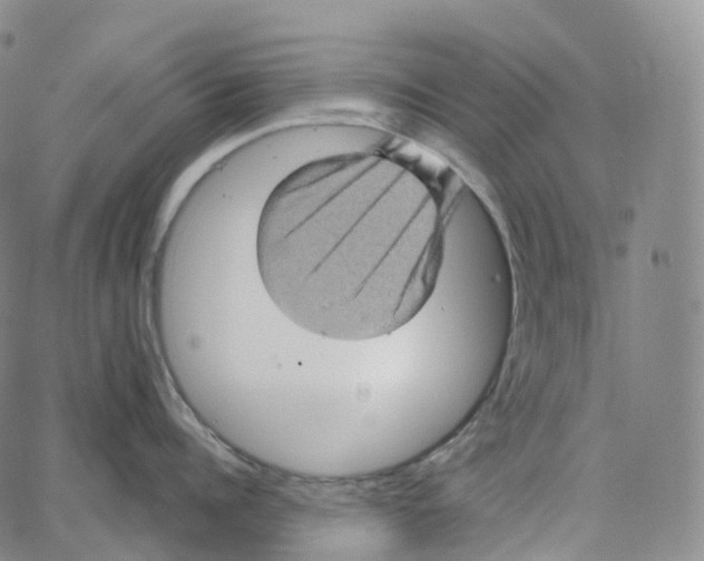 X0000062640960200601181741