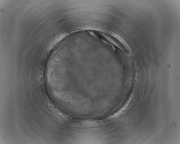 X0000062640977200601181740