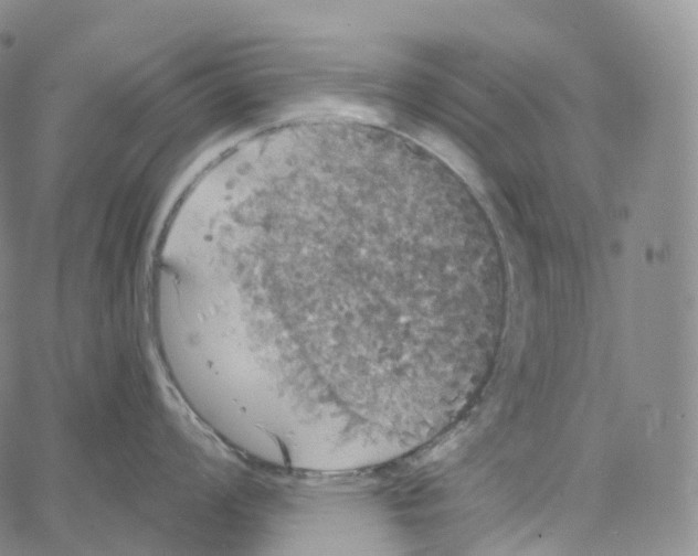 X0000062641008200601181740