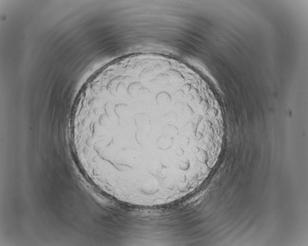 X0000062641040200601181740