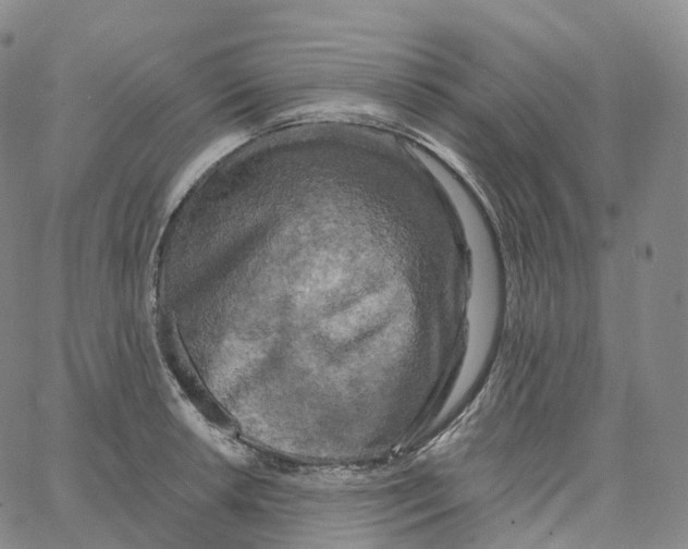 X0000062641042200601181740