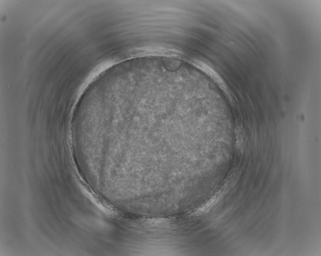 X0000062641043200601181740